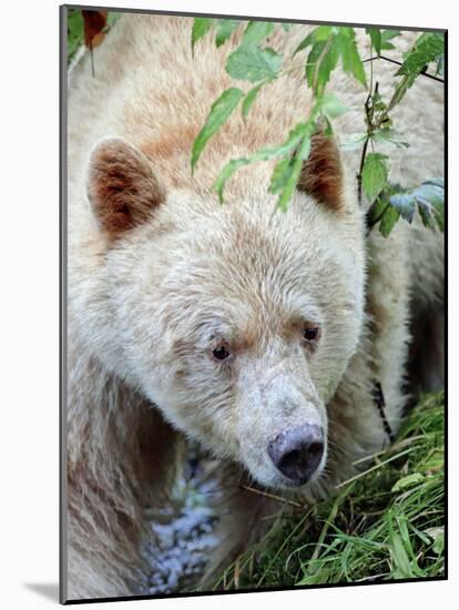 Kermode Spirit Bear, White Morph of Black Bear, Princess Royal Island, British Columbia, Canada-Eric Baccega-Mounted Photographic Print