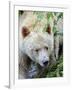 Kermode Spirit Bear, White Morph of Black Bear, Princess Royal Island, British Columbia, Canada-Eric Baccega-Framed Photographic Print