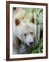 Kermode Spirit Bear, White Morph of Black Bear, Princess Royal Island, British Columbia, Canada-Eric Baccega-Framed Photographic Print