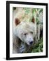 Kermode Spirit Bear, White Morph of Black Bear, Princess Royal Island, British Columbia, Canada-Eric Baccega-Framed Photographic Print