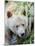 Kermode Spirit Bear, White Morph of Black Bear, Princess Royal Island, British Columbia, Canada-Eric Baccega-Mounted Photographic Print