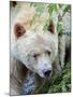 Kermode Spirit Bear, White Morph of Black Bear, Princess Royal Island, British Columbia, Canada-Eric Baccega-Mounted Photographic Print