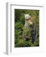 Kermode Spirit Bear, White Morph of Black Bear, Princess Royal Island, British Columbia, Canada-Eric Baccega-Framed Photographic Print