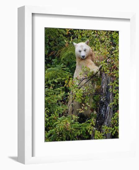 Kermode Spirit Bear, White Morph of Black Bear, Princess Royal Island, British Columbia, Canada-Eric Baccega-Framed Photographic Print