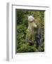 Kermode Spirit Bear, White Morph of Black Bear, Princess Royal Island, British Columbia, Canada-Eric Baccega-Framed Photographic Print