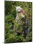 Kermode Spirit Bear, White Morph of Black Bear, Princess Royal Island, British Columbia, Canada-Eric Baccega-Mounted Photographic Print