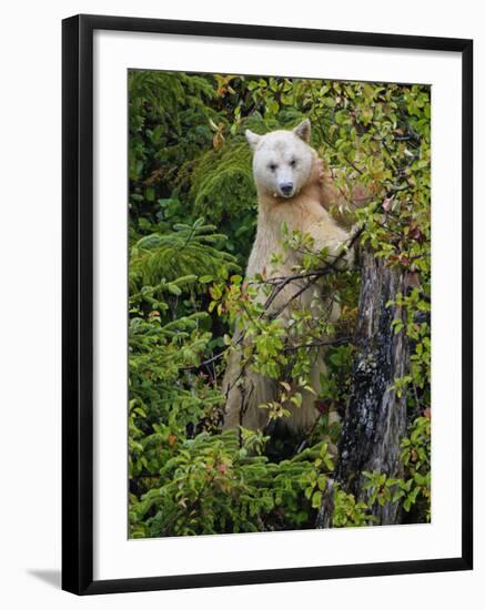 Kermode Spirit Bear, White Morph of Black Bear, Princess Royal Island, British Columbia, Canada-Eric Baccega-Framed Photographic Print