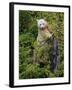 Kermode Spirit Bear, White Morph of Black Bear, Princess Royal Island, British Columbia, Canada-Eric Baccega-Framed Photographic Print