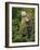 Kermode Spirit Bear, White Morph of Black Bear, Princess Royal Island, British Columbia, Canada-Eric Baccega-Framed Photographic Print