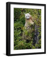 Kermode Spirit Bear, White Morph of Black Bear, Princess Royal Island, British Columbia, Canada-Eric Baccega-Framed Photographic Print