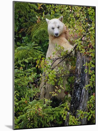 Kermode Spirit Bear, White Morph of Black Bear, Princess Royal Island, British Columbia, Canada-Eric Baccega-Mounted Photographic Print