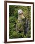 Kermode Spirit Bear, White Morph of Black Bear, Princess Royal Island, British Columbia, Canada-Eric Baccega-Framed Photographic Print