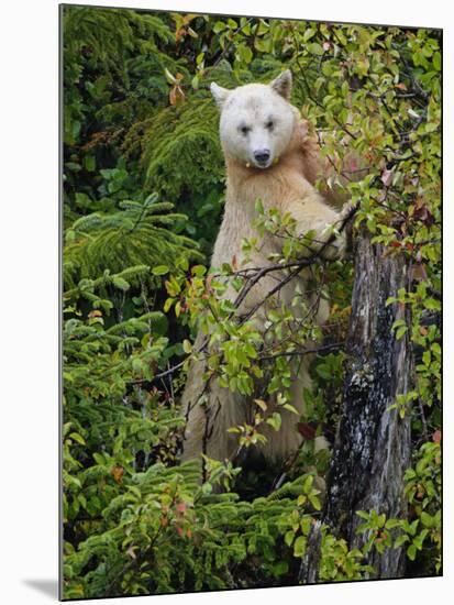 Kermode Spirit Bear, White Morph of Black Bear, Princess Royal Island, British Columbia, Canada-Eric Baccega-Mounted Photographic Print