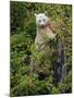 Kermode Spirit Bear, White Morph of Black Bear, Princess Royal Island, British Columbia, Canada-Eric Baccega-Mounted Photographic Print