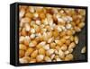 Kernels-Nicole Katano-Framed Stretched Canvas