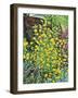 Kerria Japonica-Christopher Ryland-Framed Giclee Print