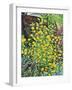 Kerria Japonica-Christopher Ryland-Framed Giclee Print