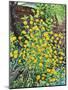 Kerria Japonica-Christopher Ryland-Mounted Giclee Print