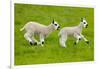 Kerry Hill domestic sheep, spring lambs running, England, UK-Ernie Janes-Framed Photographic Print