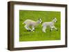 Kerry Hill domestic sheep, spring lambs running, England, UK-Ernie Janes-Framed Photographic Print