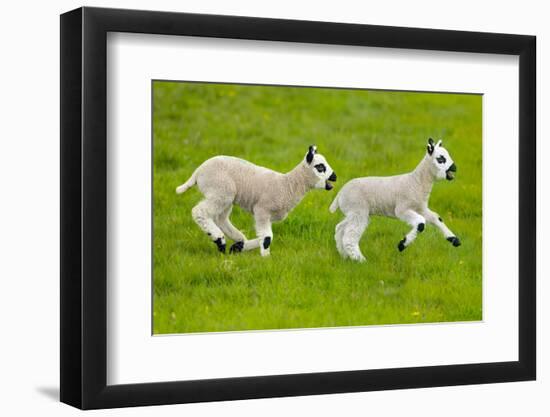 Kerry Hill domestic sheep, spring lambs running, England, UK-Ernie Janes-Framed Photographic Print