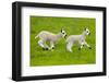 Kerry Hill domestic sheep, spring lambs running, England, UK-Ernie Janes-Framed Photographic Print