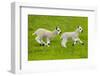 Kerry Hill domestic sheep, spring lambs running, England, UK-Ernie Janes-Framed Photographic Print