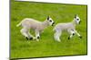 Kerry Hill domestic sheep, spring lambs running, England, UK-Ernie Janes-Mounted Photographic Print