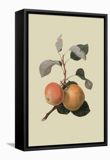 Kerry Pippin - Apple-William Hooker-Framed Stretched Canvas
