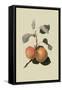 Kerry Pippin - Apple-William Hooker-Framed Stretched Canvas