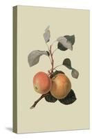 Kerry Pippin - Apple-William Hooker-Stretched Canvas