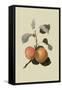 Kerry Pippin - Apple-William Hooker-Framed Stretched Canvas