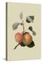 Kerry Pippin - Apple-William Hooker-Stretched Canvas