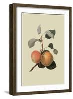 Kerry Pippin - Apple-William Hooker-Framed Art Print