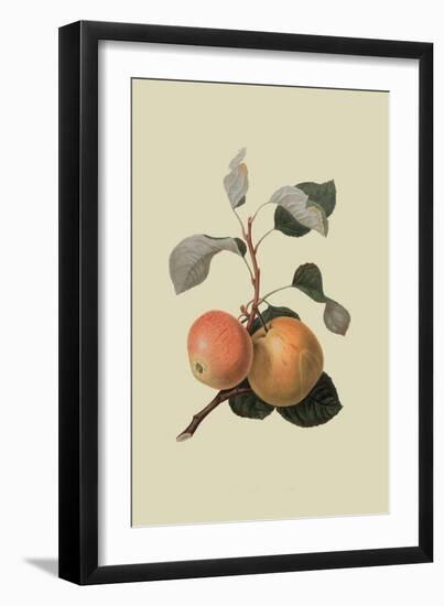 Kerry Pippin - Apple-William Hooker-Framed Art Print