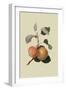 Kerry Pippin - Apple-William Hooker-Framed Art Print
