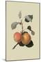 Kerry Pippin - Apple-William Hooker-Mounted Art Print