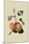 Kerry Pippin - Apple-William Hooker-Mounted Art Print