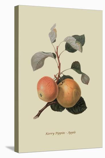 Kerry Pippin - Apple-William Hooker-Stretched Canvas