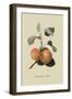 Kerry Pippin - Apple-William Hooker-Framed Art Print