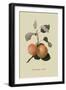 Kerry Pippin - Apple-William Hooker-Framed Art Print