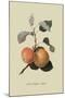 Kerry Pippin - Apple-William Hooker-Mounted Art Print