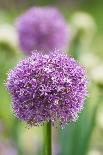 Chives in flower, Lower Saxony, Germany-Kerstin Hinze-Photographic Print