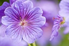 Meadow Cranesbill in flower, Germany-Kerstin Hinze-Photographic Print