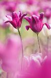 Meadow Cranesbill in flower, Germany-Kerstin Hinze-Photographic Print