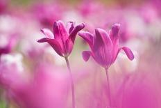 Chives in flower, Lower Saxony, Germany-Kerstin Hinze-Photographic Print