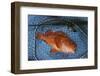 Kescher, Shortraker Rockfish, Sebastes Borealis, Catch-Newly, Fishing Rod-Carl-Werner Schmidt-Luchs-Framed Photographic Print