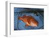 Kescher, Shortraker Rockfish, Sebastes Borealis, Catch-Newly, Fishing Rod-Carl-Werner Schmidt-Luchs-Framed Photographic Print