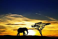 A Lone Elephant Africa-kesipun-Photographic Print