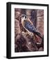 Kestral-Jeff Tift-Framed Giclee Print